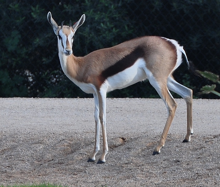 Thomson's gazelle
